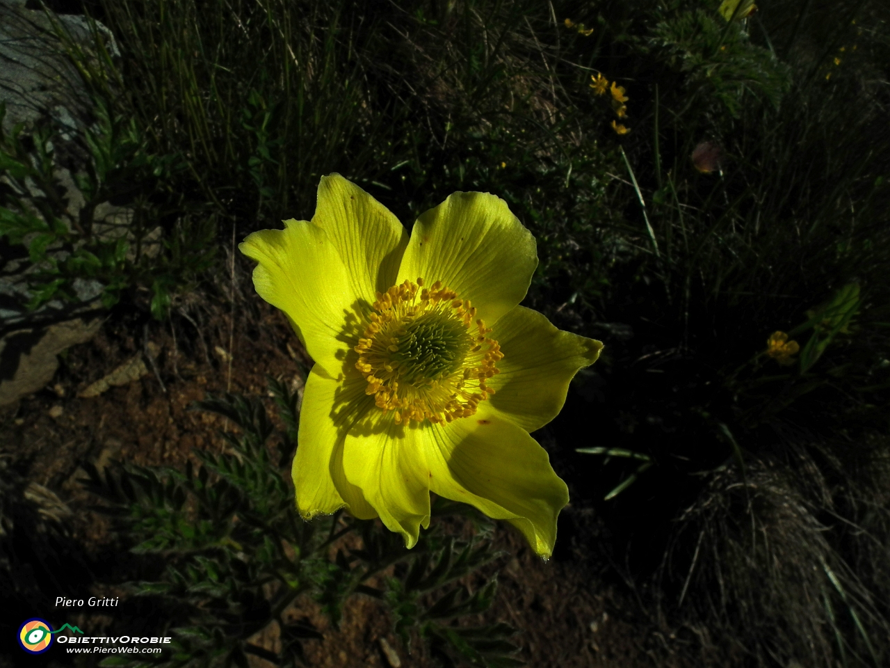 11 pulsatilla sulfurea....JPG